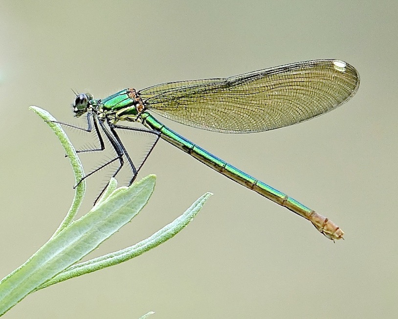 western demoiselle